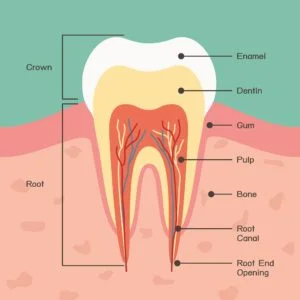 Tooth enamel - image of tooth - dentist near me